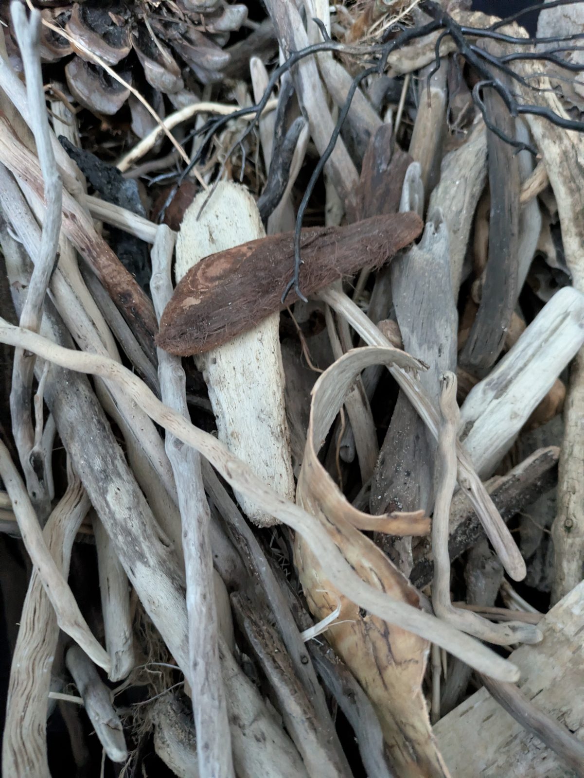 Bois flottés collectés sur les plages de la côte atlantique